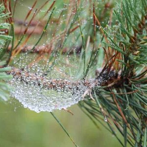 Web Pine